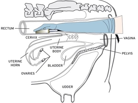 牛超v手触诊v血液检查
